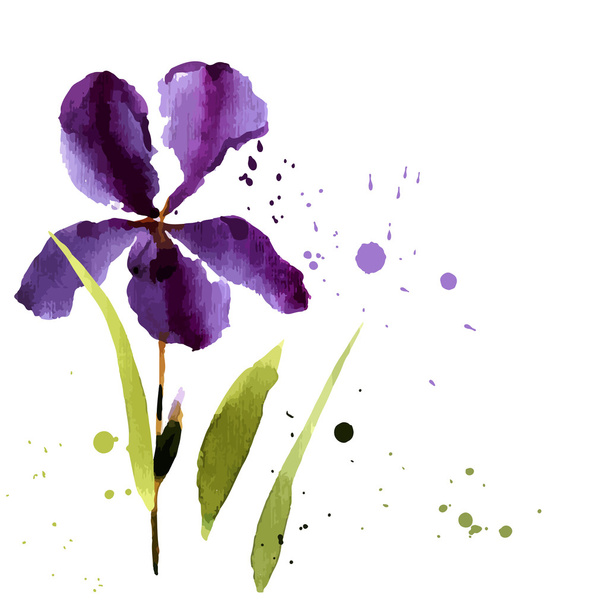 Watercolor iris on white background - Vektor, obrázek