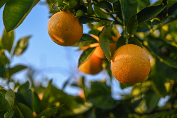 ζουμερά πορτοκάλια σε πορτοκαλεώνα στην Κύπρο το χειμώνα 3 - Φωτογραφία, εικόνα