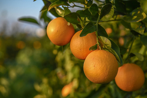 ζουμερά πορτοκάλια σε πορτοκαλεώνα στην Κύπρο το χειμώνα 13 - Φωτογραφία, εικόνα