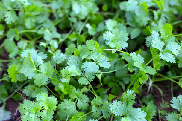 Green leaves of coriander plant in vegetables garden - Photo, Image