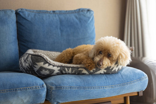 Отдыхать с собакой в гостиной днем. Высококачественное фото. 02.17.2023 - Фото, изображение