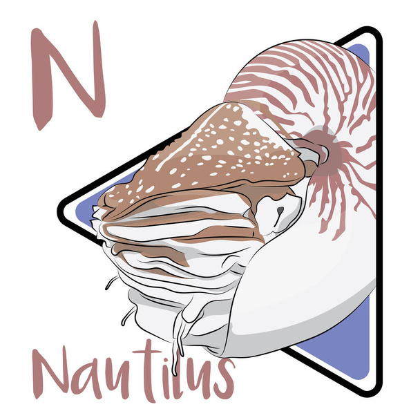 Nautilus é o último gênero sobrevivente da antiga ordem Nautiloidea. Nautilus nada sobre o oceano usando propulsão a jato. Náulios sobreviveram relativamente inalterados por milhões de anos e muitas vezes são considerados fósseis vivos.". - Vetor, Imagem