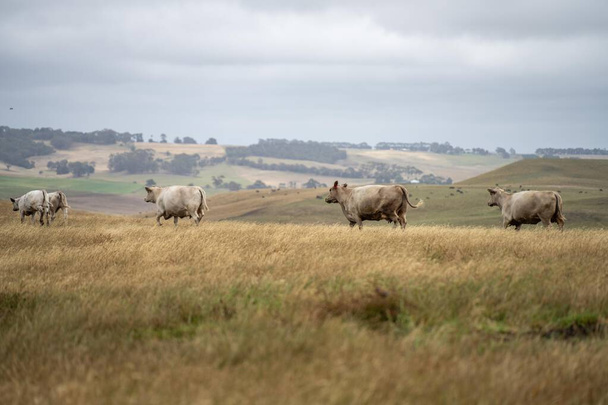 vacas e bezerros pastando em grama alta seca em uma colina no verão na austrália. belo rebanho gordo de gado em uma fazenda agrícola em um australiano  - Foto, Imagem