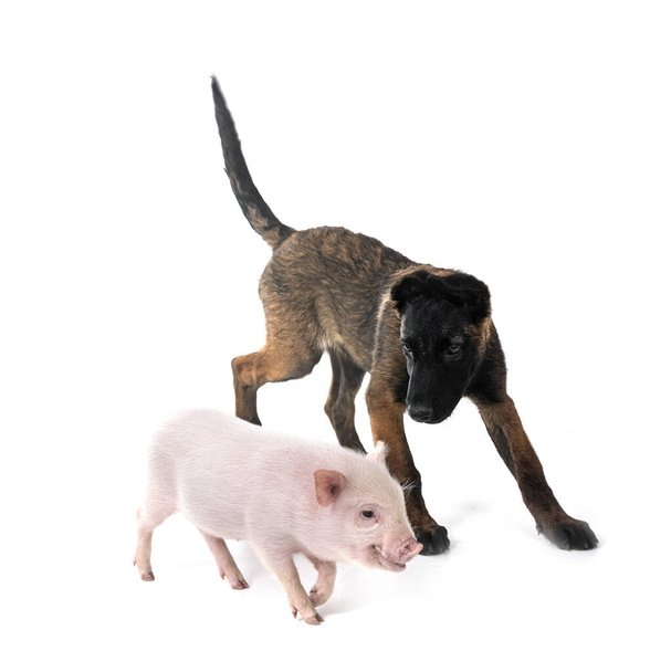 рожева мініатюрна свиня і цуценя Малайзії перед білим тлом - Фото, зображення