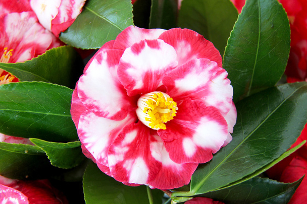 Camellias - Fotografie, Obrázek