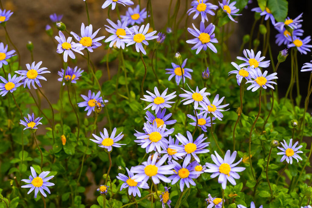 Purpurfarbene Kapaster-Blüten. Felicia amelloides. Blühende Pflanze aus nächster Nähe. - Foto, Bild