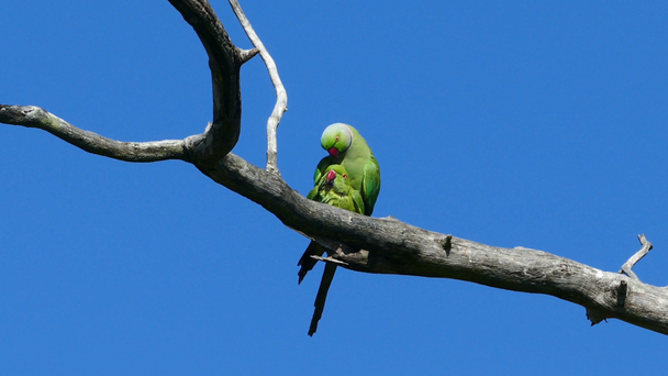 green parrots copulate - Footage, Video