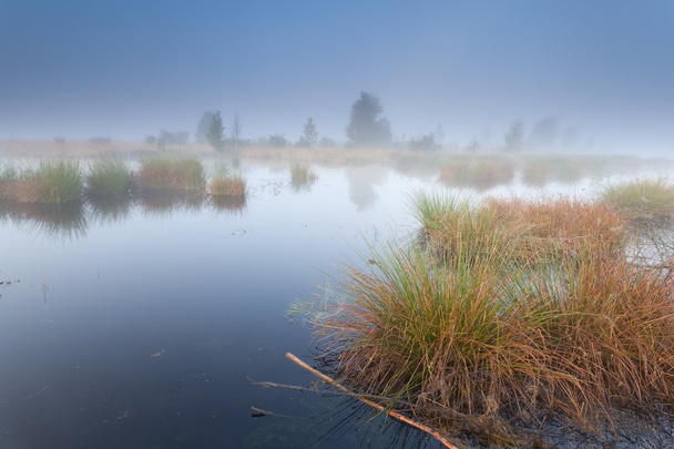 misty morning on swamp - Photo, Image