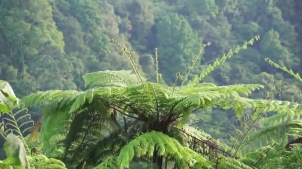 Cibotium barometz (polypodium barometz, barometz, golden chicken fern, woolly fern) In nature - Footage, Video