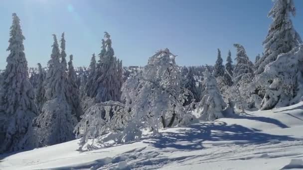 lumijäätynyt puu talvella vuorilla - Materiaali, video