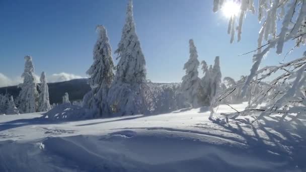 χιόνι παγωμένο δέντρο το χειμώνα στα βουνά - Πλάνα, βίντεο