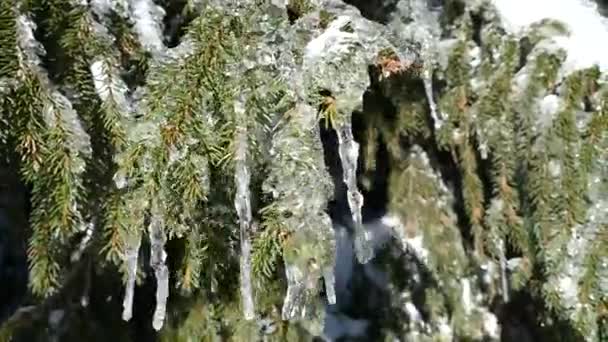 hó fagyott fa télen a hegyekben - Felvétel, videó