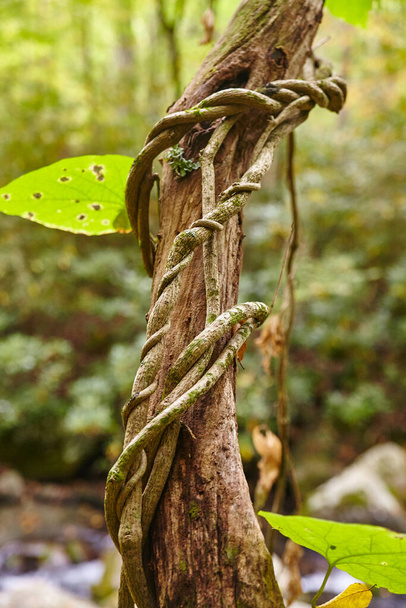 Viñedo entrelazado y tronco de árbol envejecido en el bosque de las Montañas Humeantes, simbolizando la resiliencia y el crecimiento - Foto, imagen