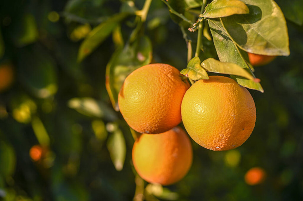 νόστιμα ζουμερά πορτοκάλια σε ένα δέντρο στον κήπο το χειμώνα στη Μεσόγειο 14 - Φωτογραφία, εικόνα
