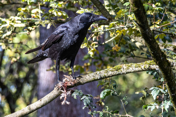 The Common Raven, Corvus corax eating a little bird in the autumn color background at Kleinhesseloher Lake in Munich, Germany - Photo, Image