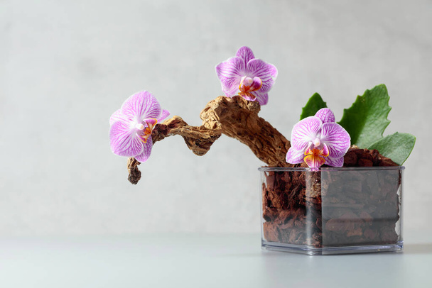 Orquídea violeta em vaso transparente com substrato. Fundo de mármore branco com espaço de cópia. - Foto, Imagem