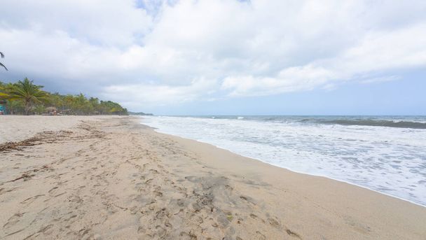 Spokojna scena na plaży z bujną palmą, miękkimi piaskami i delikatnymi falami pod pochmurnym niebem. - Zdjęcie, obraz