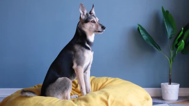 Φροντίδα κατοικίδιων. χαριτωμένο σκυλί κάθεται στο κίτρινο κρεβάτι κατοικίδιο ζώο πάνω από το μπλε τοίχο φόντο στο σπίτι - Πλάνα, βίντεο