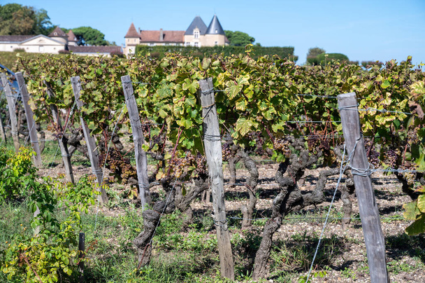 Ripe ready to harvest Semillon white grapes on Sauternes vineyards in Barsac village affected by Botrytis cinerea noble rot, making of sweet dessert Sauternes wines in Bordeaux, France - Photo, Image