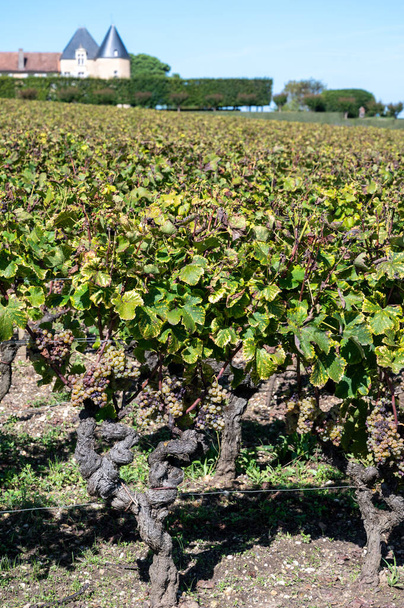 Zralost připravená ke sklizni Semillon bílé hrozny na vinicích Sauternes ve vesnici Barsac zasažené Botrytis cinerea ušlechtilá hniloba, výroba sladkého dezertu Sauternes vína v Bordeaux, Francie - Fotografie, Obrázek