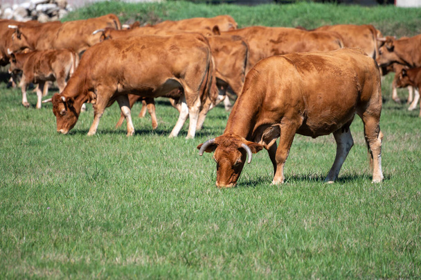 Stado krów odpoczywających jesienią na zielonym pastwisku, produkcji mleka, sera i mięsa w Bordeaux, Haut-Medoc, Francja - Zdjęcie, obraz