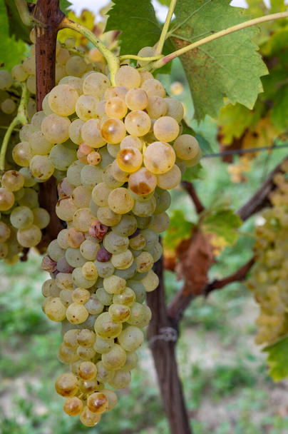 コニャックの白ワイン地域での収穫時間,シャレンテ,コニャックの強い蒸留,フランス,グランドシャンパーニュのための醜いブランブドウの使用を収穫する準備ができて熟した列のブドウ畑 - 写真・画像
