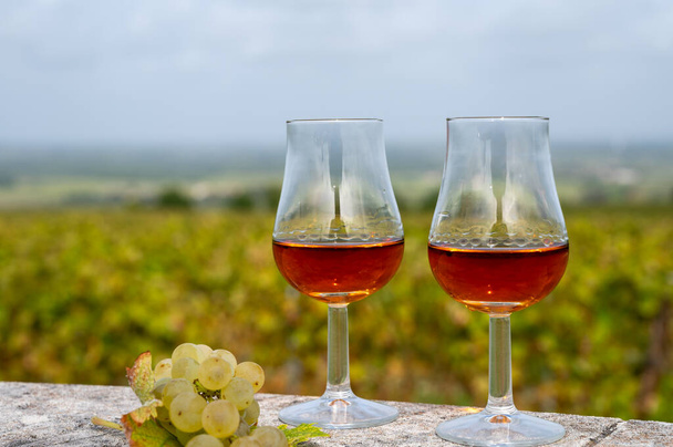 Tasting of Cognac strong alcohol drink in Cognac region, Grand Champagne, Charente with rows of ripe ready to harvest ugni blanc grape on background uses for spirits distillation, France - Photo, Image