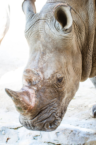 Zdjęcie głowy nosorożca, Tajlandia - Zdjęcie, obraz