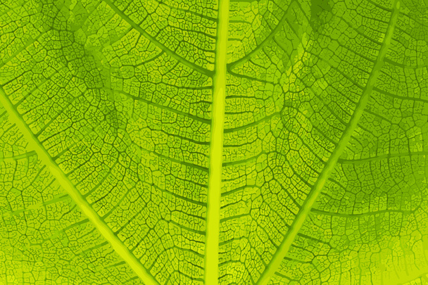 Leaf Detail - Vector, Image