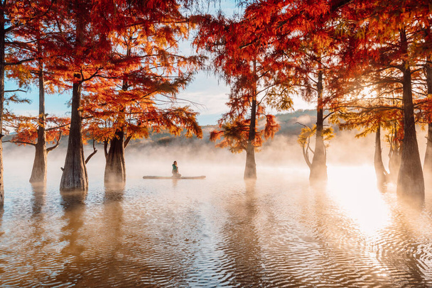 Woman on stand up paddle board at quiet lake with morning fog and fall Taxodium distichum trees - Photo, Image