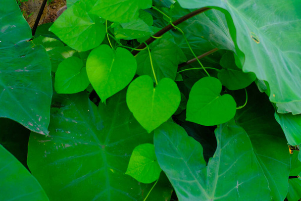 Taustavalokuvaus. Teksturoitu tausta. Tausta Sydämen muotoinen kasveja. Vihreät lehdet kasvavat viemäreissä. Bandung, Indonesia - Valokuva, kuva