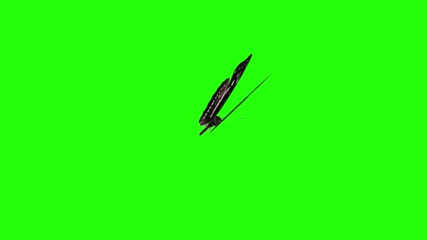 緑のスクリーンの現実的な蝶のアニメーション,継ぎ目が無いループ - 映像、動画