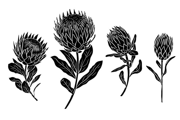 Joukko protea kukkia musta siluetteja eristetty valkoisella taustalla - Vektori, kuva