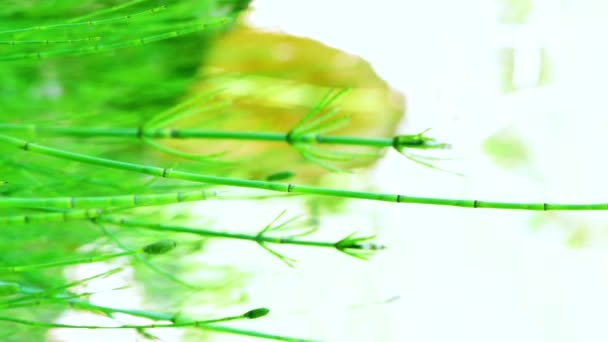 Függőleges videó, zöld gyógynövény equisetum arvense, a mező zsurló vagy közönséges zsurló izolált szabadban - Felvétel, videó