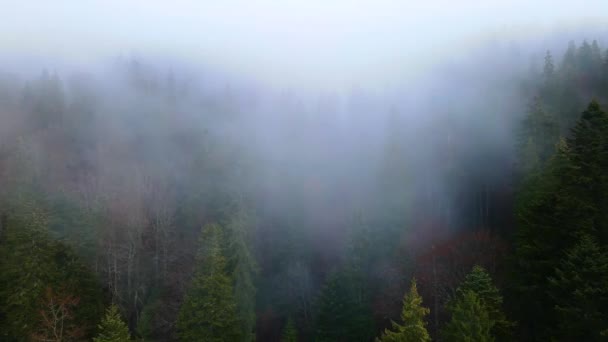 літаючий безпілотник над хмарним туманом Чорного лісу на півдні Німеччини. Чорний ліс Вид з гори Блауен на Бельчен. - Кадри, відео