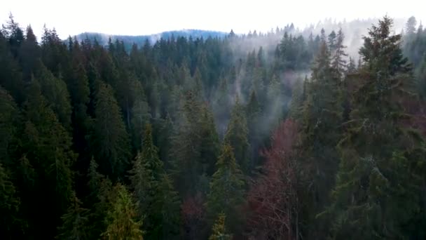 ιπτάμενο drone πάνω από τη θολή ομίχλη του Μαύρου Δάσους στη νότια Γερμανία. Μαύρο δάσος Θέα από το όρος Blauen στο Belchen. - Πλάνα, βίντεο