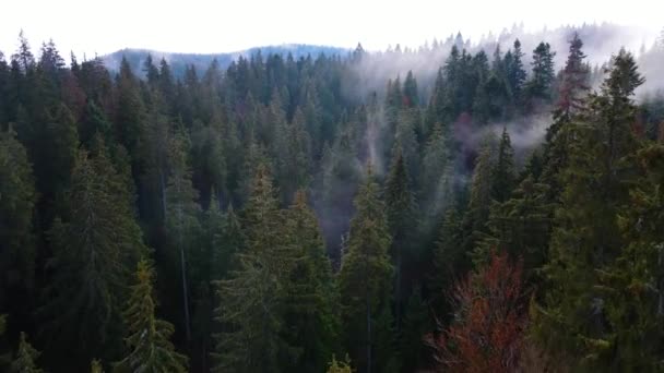 ιπτάμενο drone πάνω από τη θολή ομίχλη του Μαύρου Δάσους στη νότια Γερμανία. Μαύρο δάσος Θέα από το όρος Blauen στο Belchen. - Πλάνα, βίντεο