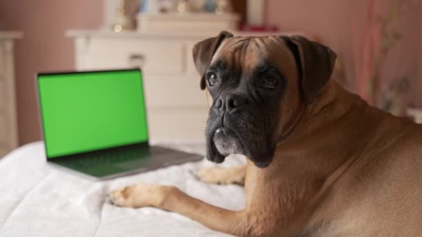 Oříznout boční pohled na roztomilé soustředěný čistokrevný boxer pes ležící na břiše nad postelí při pohledu na kameru se zelenou prázdnou obrazovkou a odpočinku v útulné ložnici - Záběry, video