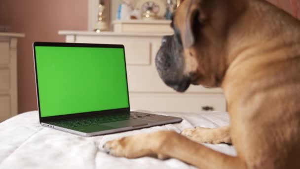 Oříznout boční pohled na roztomilé soustředěný čistokrevný boxer pes ležící na břiše nad postelí při pohledu na notebook se zelenou prázdnou obrazovkou a odpočinku v útulné ložnici - Záběry, video