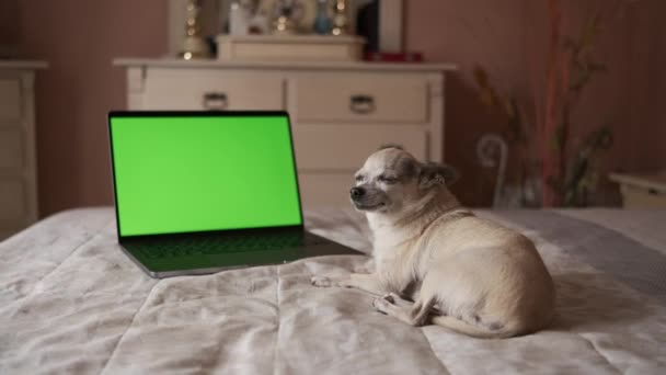 Celé tělo roztomilé bílé čivavy pes ležící na břiše přes útulnou postel s otevřeným notebookem v zelené prázdné obrazovce při odpočinku v ložnici a při pohledu na kameru - Záběry, video