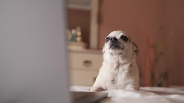 Soustředěný roztomilý bílý čivava pes ležící na břiše přes útulnou postel s otevřeným notebookem při odpočinku v ložnici a při pohledu na obrazovku - Záběry, video