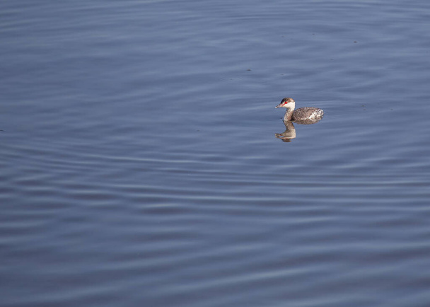 Graceful Horned Grebe (Podiceps auritus) glijdt over Amerikaanse wateren en toont zijn kenmerkende verenkleed. Deze watervogel komt veel voor in meren, vijvers en kustgebieden in de VS en voegt elegantie toe aan Noord-Amerikaanse landschappen.. - Foto, afbeelding
