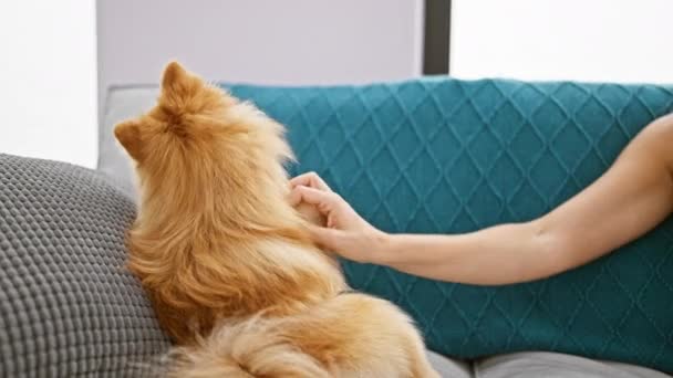 Beautiful woman sitting together with her pet dog on a sofa at home, indoor portrait capturing the touching moment of her hands holding its paw in their cozy living room interior. - Footage, Video