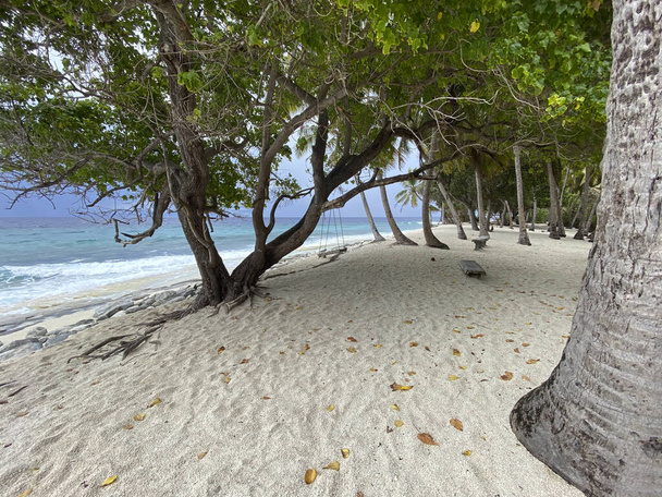 Plage de Thoondu Scène d'arbre tropical, Fuvahmulah, Maldives, mars. - Photo, image
