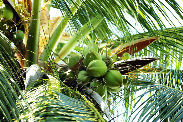 Hojas de palmera en resort
 - Foto, Imagen