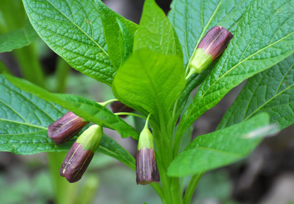 Na jaře v lese ve volné přírodě kvete vzácná rostlina Scopolia carniolica - Fotografie, Obrázek