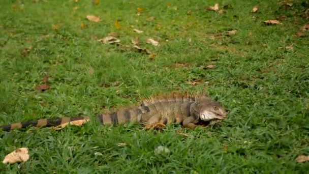 Iguana, Kolombiya, Cali 'de bir parkta yiyecek arıyor. Yüksek kalite 4k görüntü - Video, Çekim