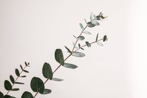 Photo of eucalyptus branches in a glass vase on a white isolated background. - Photo, Image