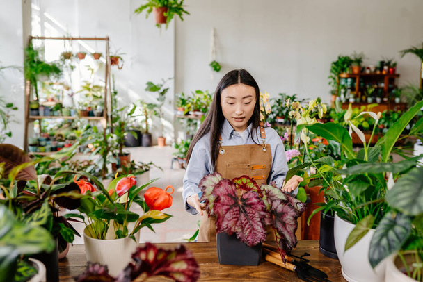 Startup conceito de pequeno negócio. Jovem mulher asiática proprietário de pé vestindo avental atrás do balcão cuidando de plantas em vaso no interior da loja de plantas de flores. - Foto, Imagem