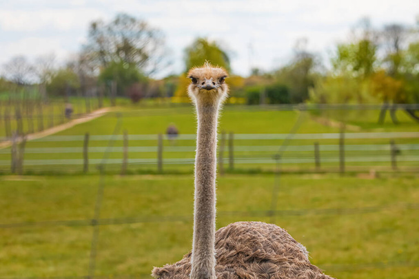 Vista lateral de avestruz con cuello largo y pico mirando hacia otro lado contra fondo verde a la luz del día - Foto, imagen